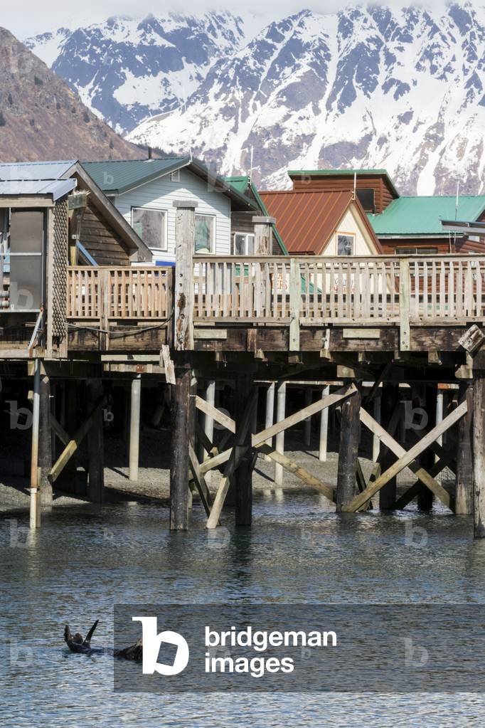 A lone sea otter swims in the small boat harbor in Seward, Southcentral Alaska (photo)