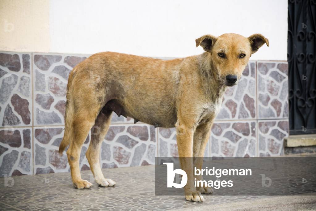 Central America, Stray Dog, Patzicia, Guatemala (photo)