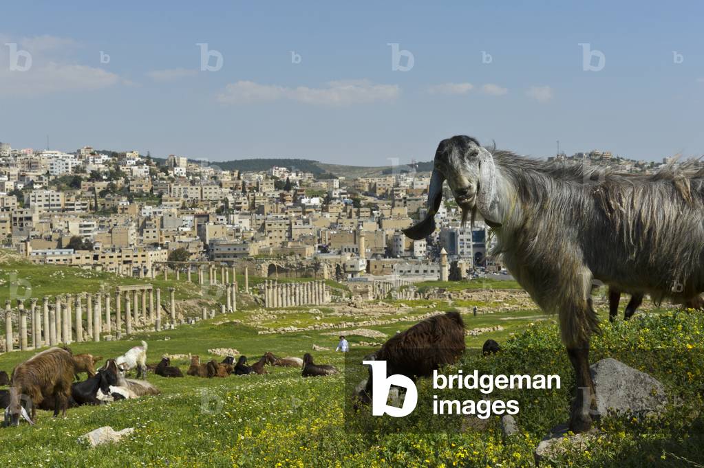 A herd of goats graze amongst the Roman ruins, Jerash, Jordan (photo)