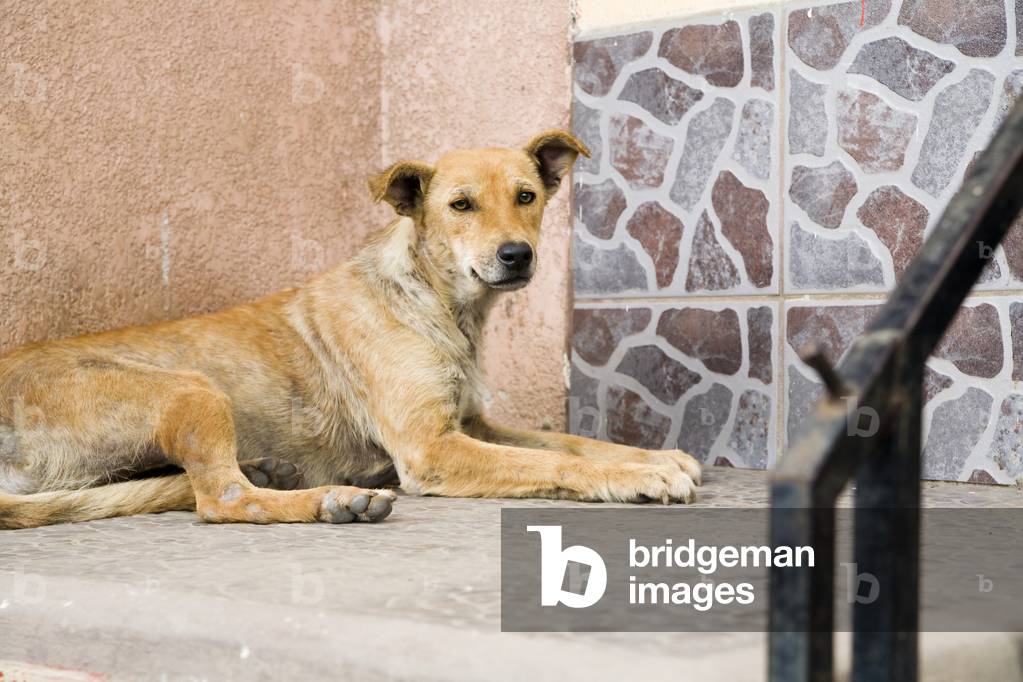 Patzicia, Guatemala, Central America, Stray Dog (photo)