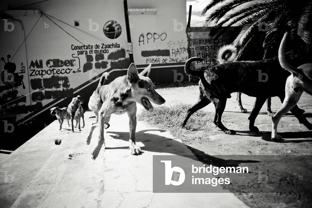 Mexico, Pack of Stray Dogs (photo)