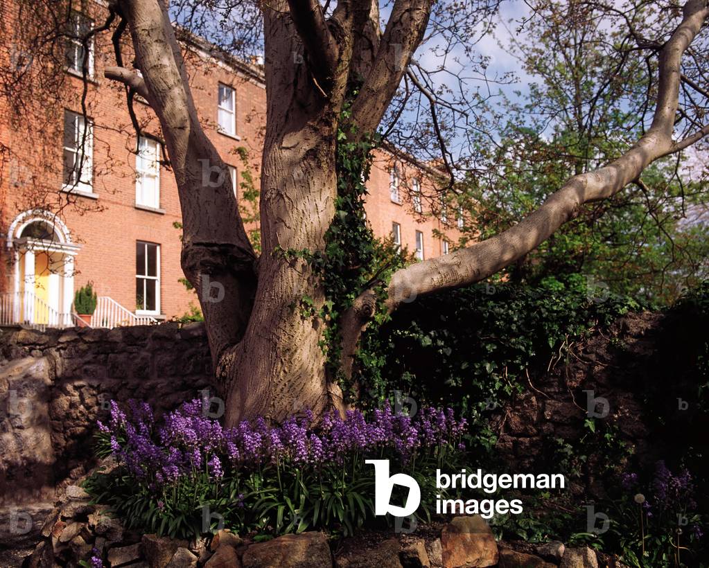 Dublin, Co Dublin, Ireland, Georgian Terraces On Raglan Road (photo)