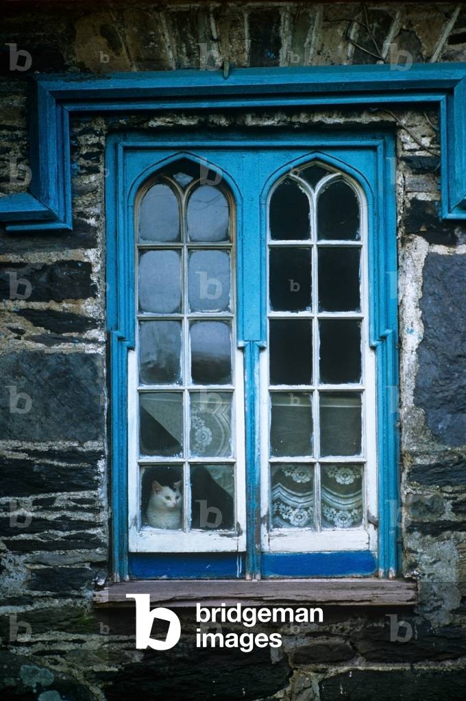 Cat At A Window Of A House (photo)