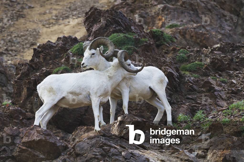 A pair of full curl Dall sheep rams size each other up by gestering, rubbing bodies and butting horns, Summer in Denali National Park & Preserve in Interior Alaska (photo)