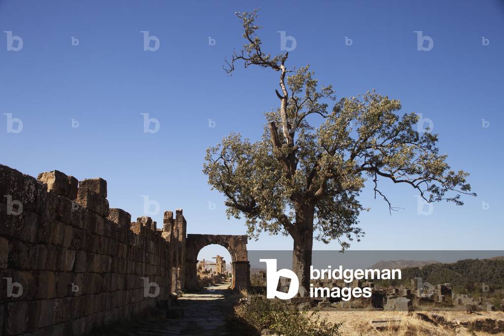 Roman ruins beside the Severan Temple, Djemila, Algeria (photo)