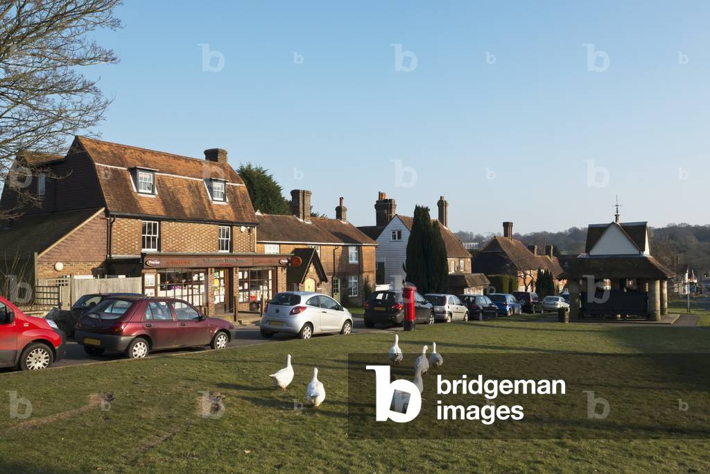 England, Geese wandering around Sedlescombe Village Green, East Sussex (photo)