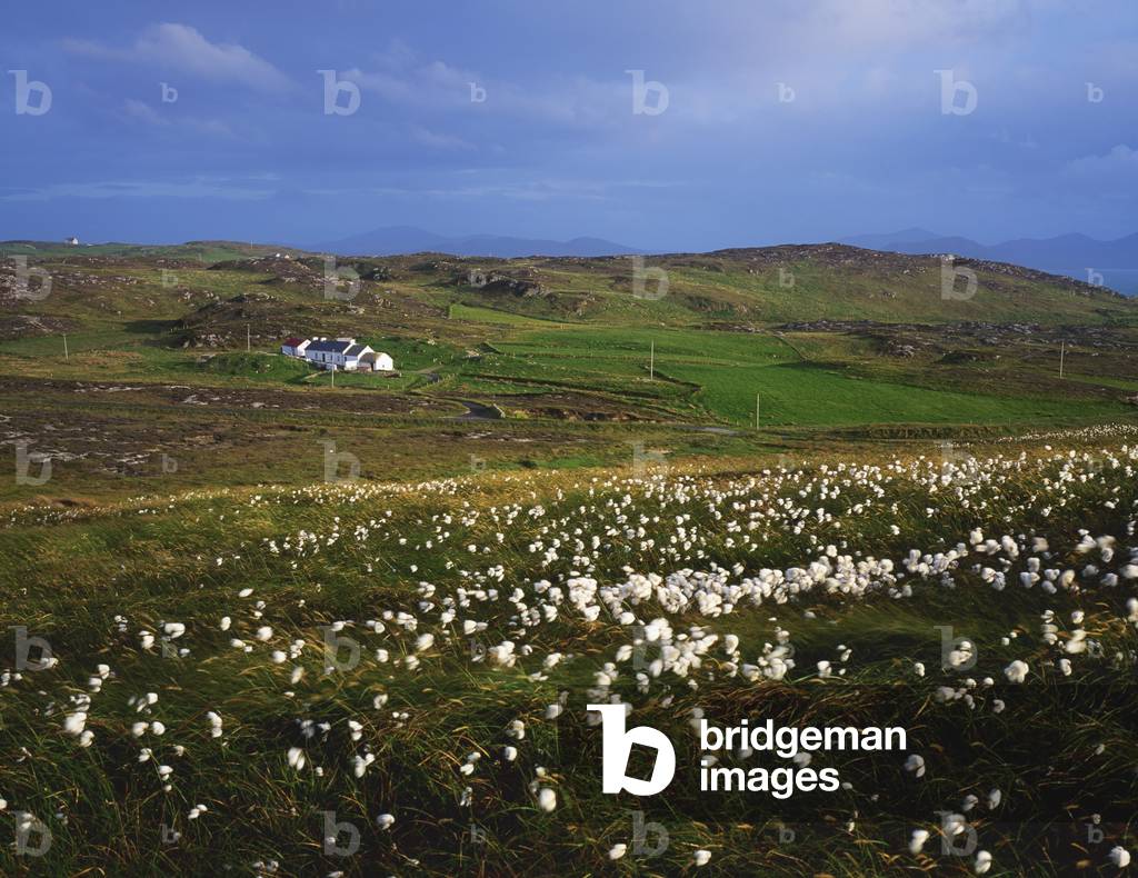 Inishowen Peninsula, Co Donegal, Ireland; Bog Cotton With A Cottage In The Distance (photo)