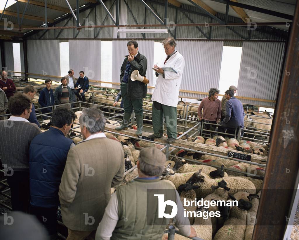 Co Kildare,Ireland;Men At A Sheep Market (photo)
