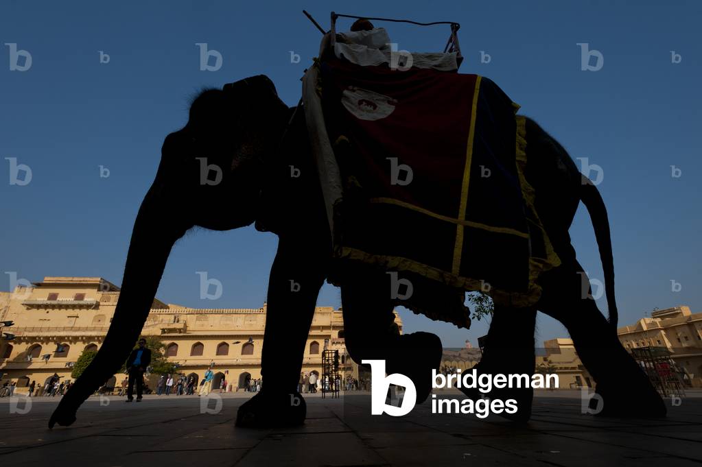 Silhouette of elephant in courtyard of Amber Fort, Amer, Jaipur, India (photo)