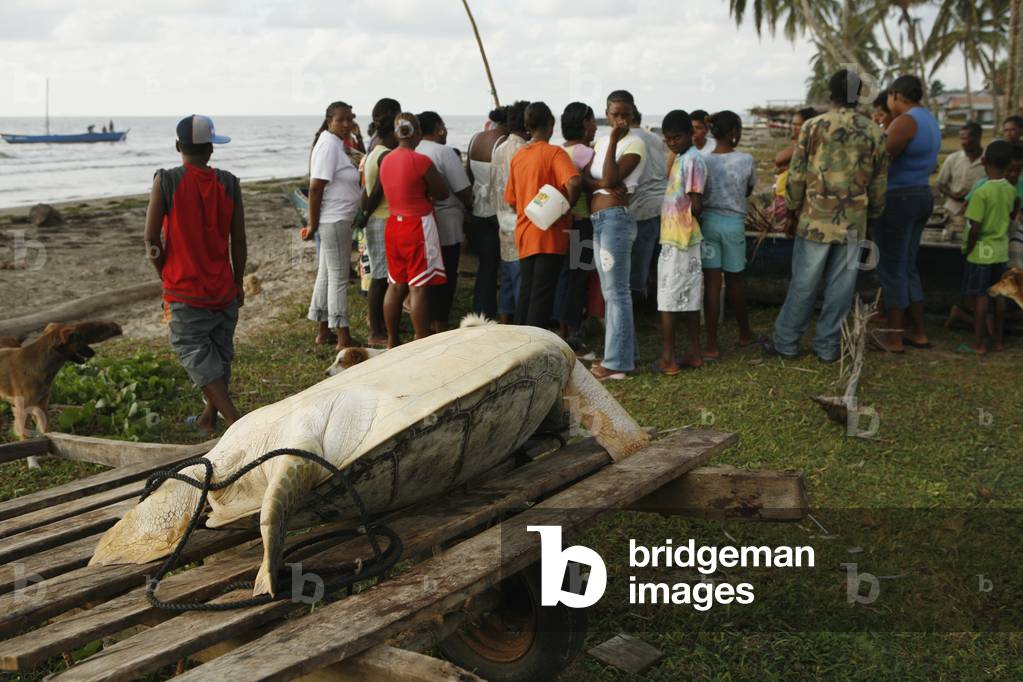 Sea Turtle Butcher Ceremony, Tasbapauni, Nicaragua (photo)