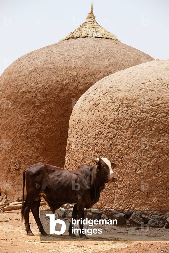 Niger, Ox standing in front of two domed adobe granaries, Tahoa Region (photo)