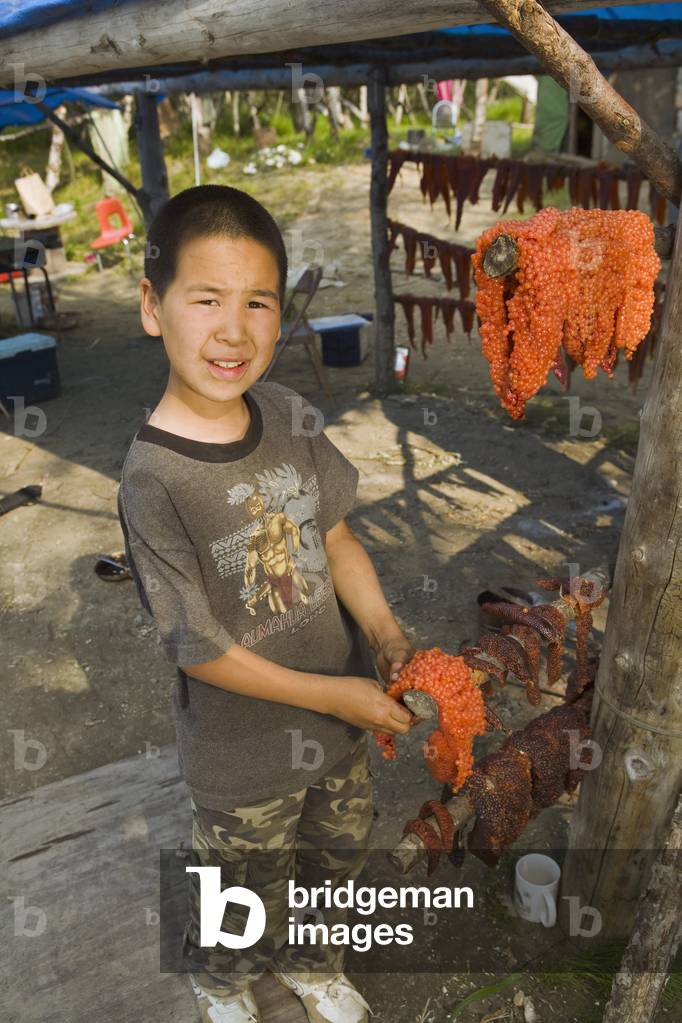 Young Native Yupik Boy Hangs Salmon Roe To Dry at Fish Camp Tuluksak Western Alaska Summer (photo)