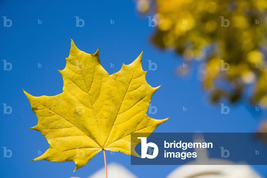 Harbor Centre Building, Local Landmark, Maple Leaves in Autumn Golden Colour, Vancouver, British Columbia, Canada (photo)
