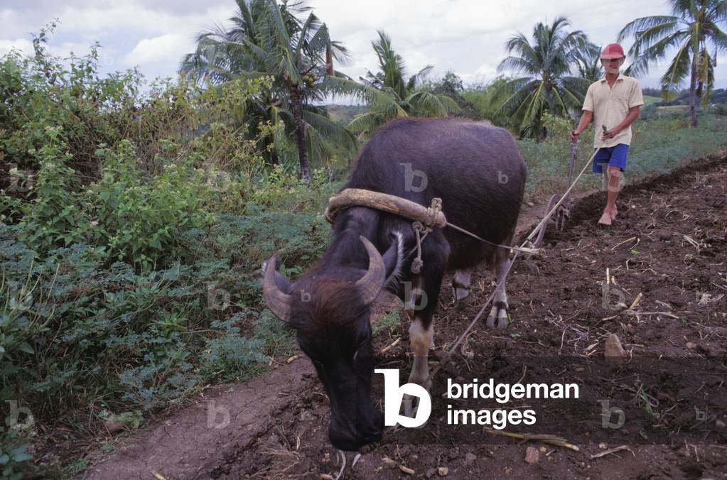 Farmer Plowing Field with Oxen (photo)
