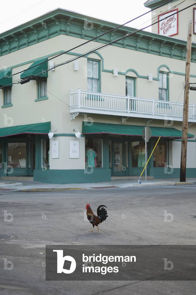 USA, Florida Keys, Rooster in downtown, Key West (photo)