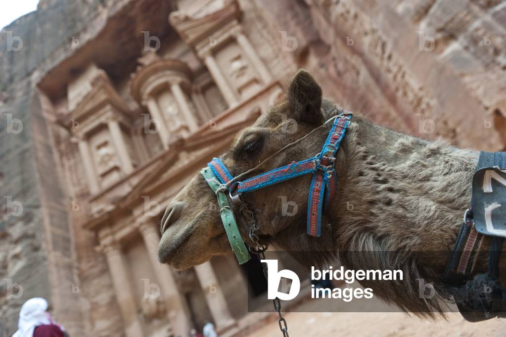 Close up of a camel at the Treasury at Petra, also known as El Khazneh Nabataean, one of the new Seven Wonders of the World, Petra, Jordan (photo)