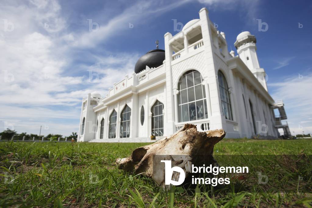 An animal skull on the grass outside a newly built mosque, Aceh, Aceh Province, Sumatra, Indonesia (photo)