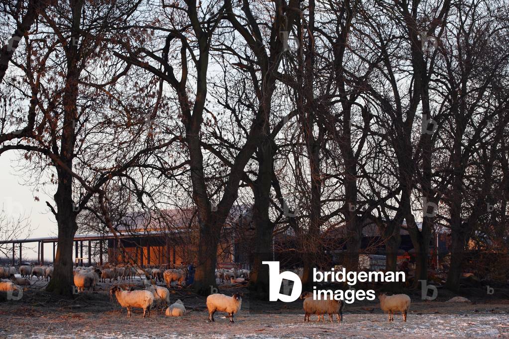 Frosty Morning on Farm, Kent, England, UK  (photo)