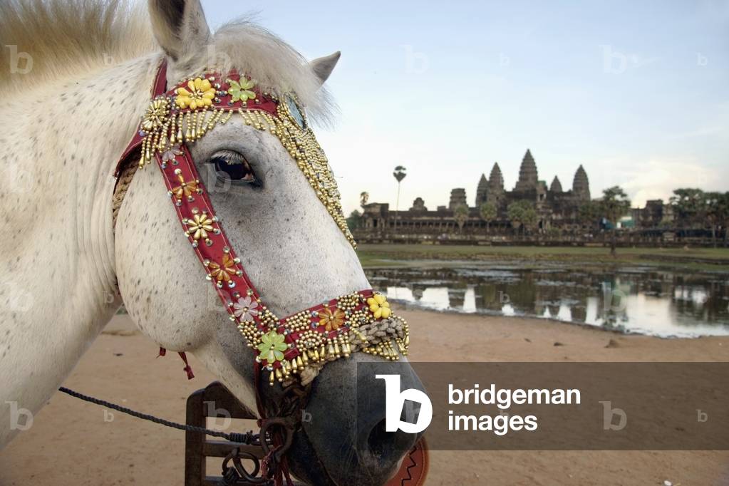 Cambodia, Horse profile with temple complex in background, Angkor Wat (photo)