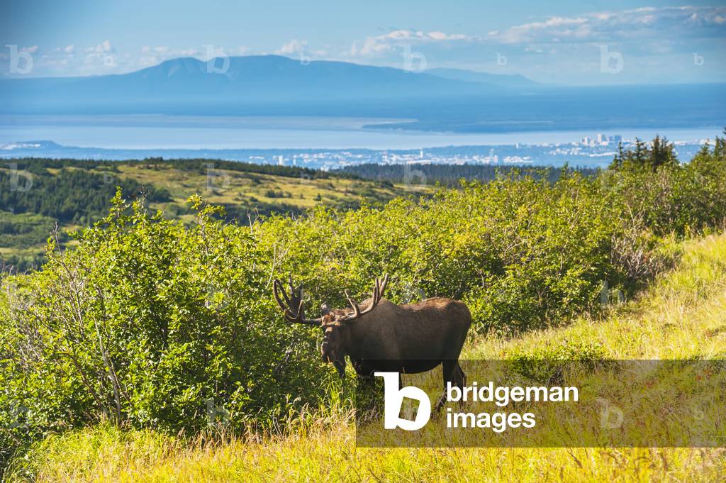 Large bull moose standing near Powerline Pass in the Chugach State Park with the Anchorage skyline in the Background, Southcentral Alaska, Autumn (photo)