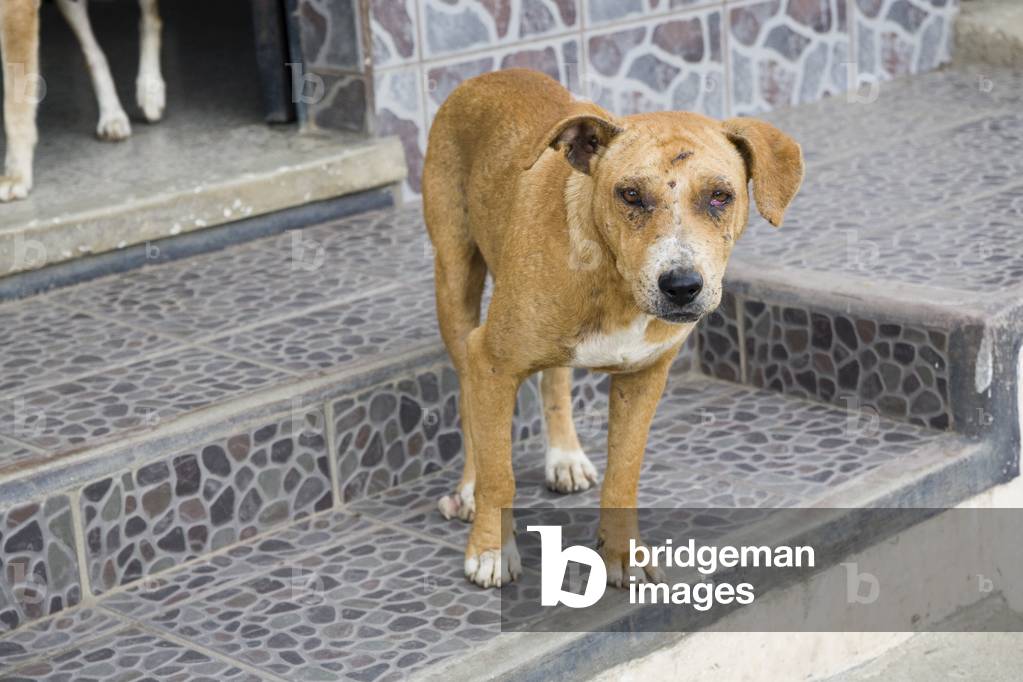 Patzicia, Guatemala, Central America, Stray Dog (photo)