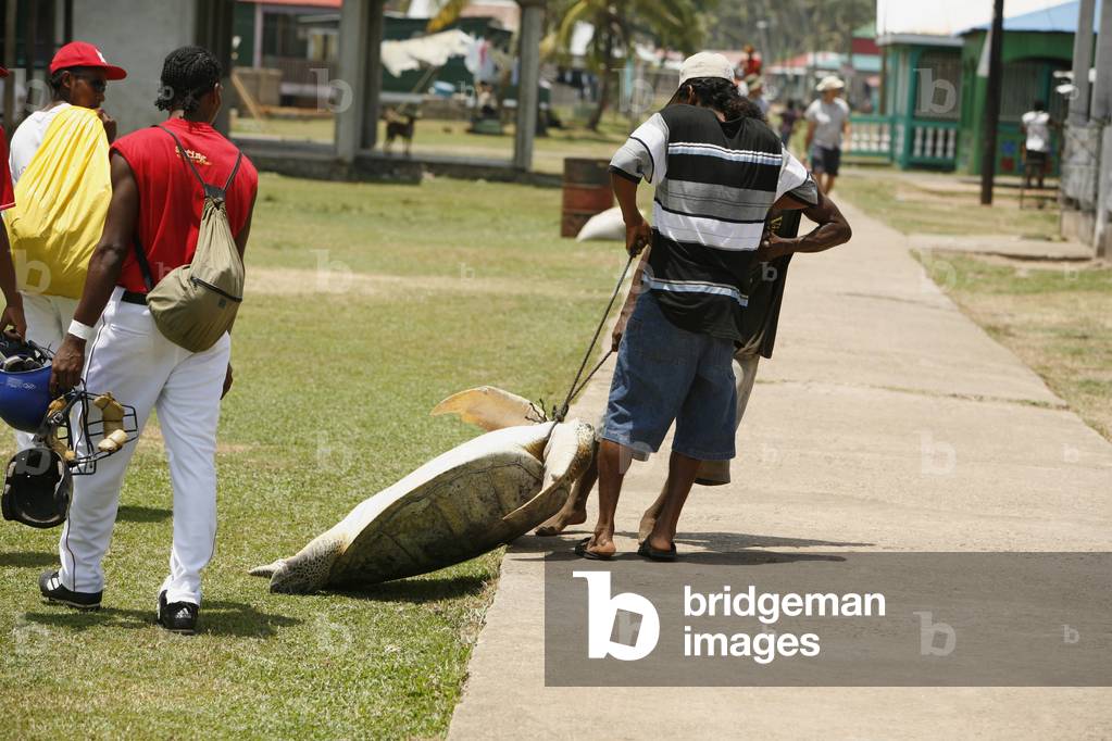 Tasbapauni, Nicaragua, Men Dragging a Sea Turtle (photo)