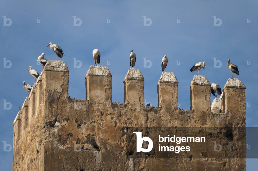 Morocco, Storks on top of old tower near Royal Palace, Fez (photo)