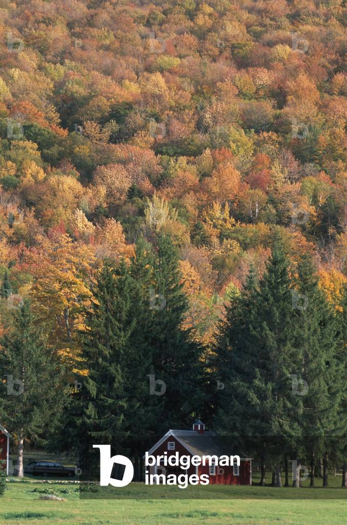 Fall Foliage, Weston, USA (photo)
