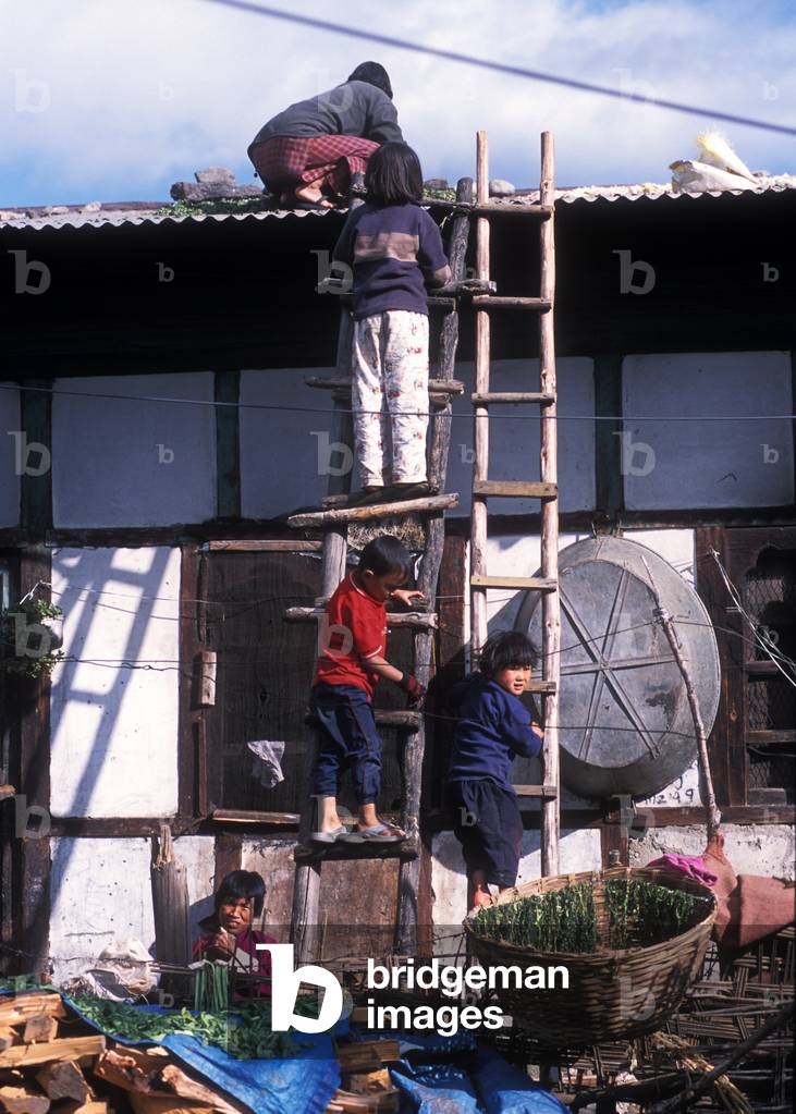 Collecting Chillies From Rooftop (photo)