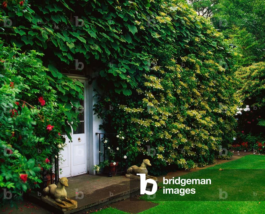 Fairfield Lodge Co Dublin, Greyhound Sculptures By Door, With Climbing Hydrangea Summer (photo)