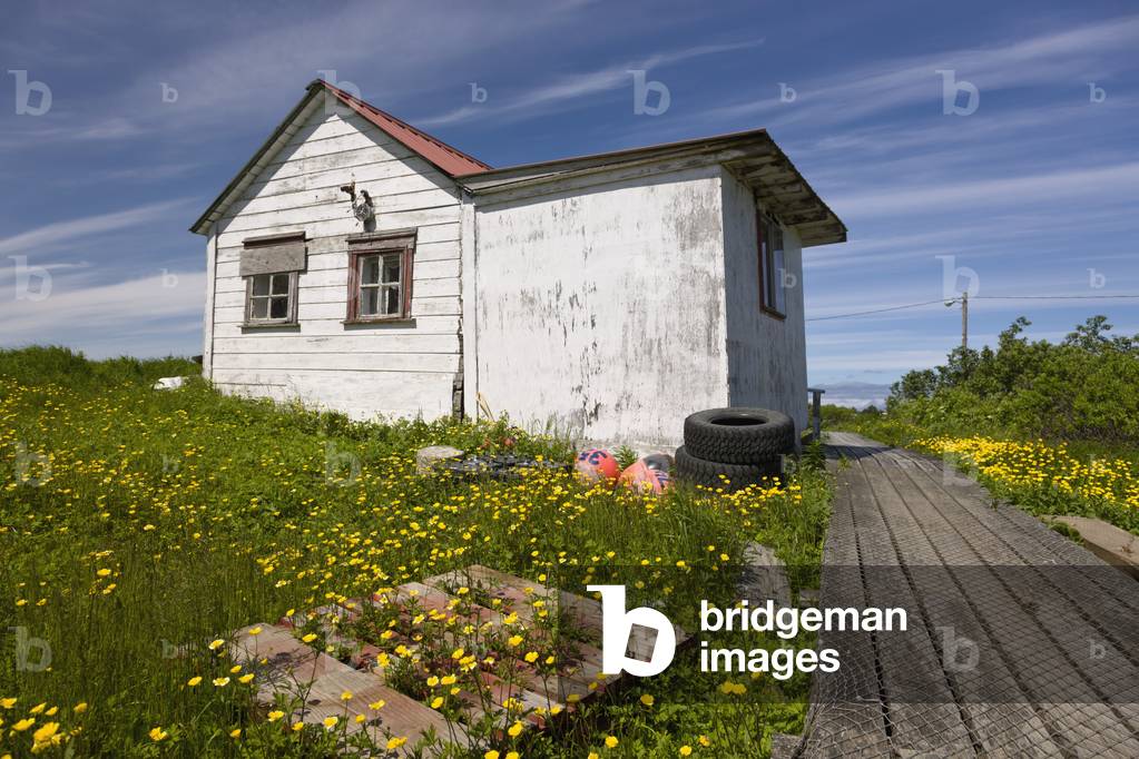 A weathered house with a red metal roof and yellow flowers growing in the yard, Sand Point, Southwestern Alaska, USA, Summer (photo)