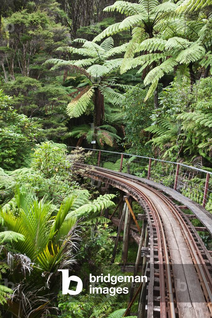 Narrow Railroad Track in Forest, New Zealand (photo)