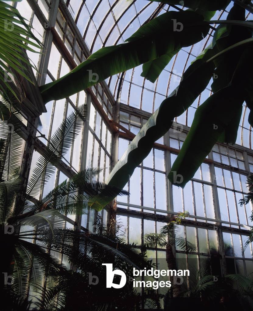 Glasnevin,Dublin,Co Dublin,Ireland;Interior Of The Palm House In The Botanical Gardens (photo)