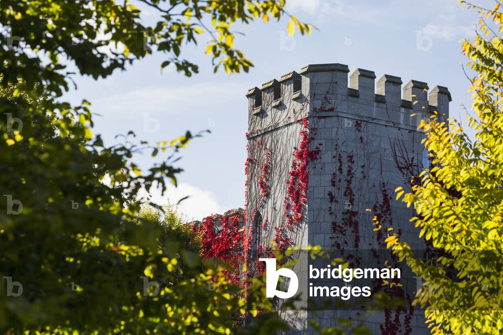 Red ivy growing up stone castle turret framed by trees with blue sky; County Clare, Ireland (photo)
