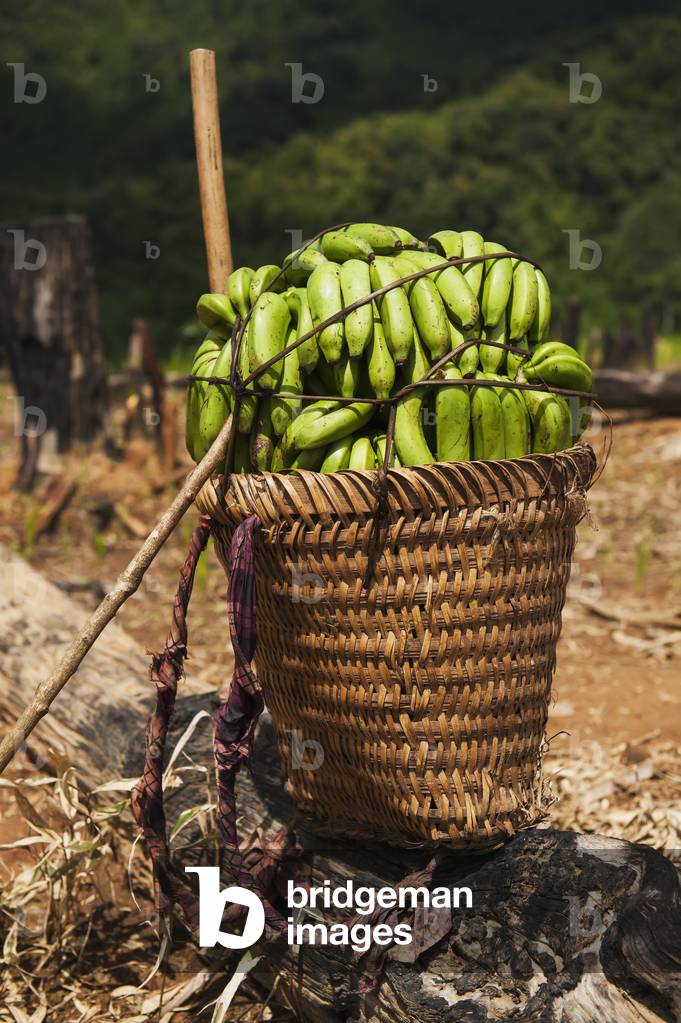 Woven basket full of wild bananas, Luang Namtha, Laos (photo)