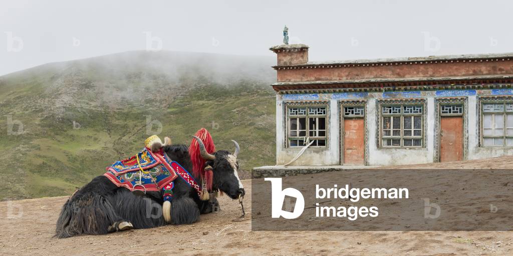 Yak laying on ground decorated with colourful fabric and fur collar, Shannan, Tibet, Xizang, China (photo)