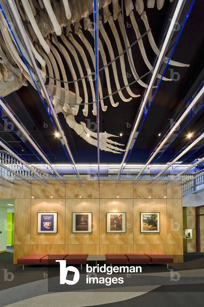 Inside The Kodiak Island National Refuge Visitors Center, Kodiak Island, Southwestern Alaska (photo)