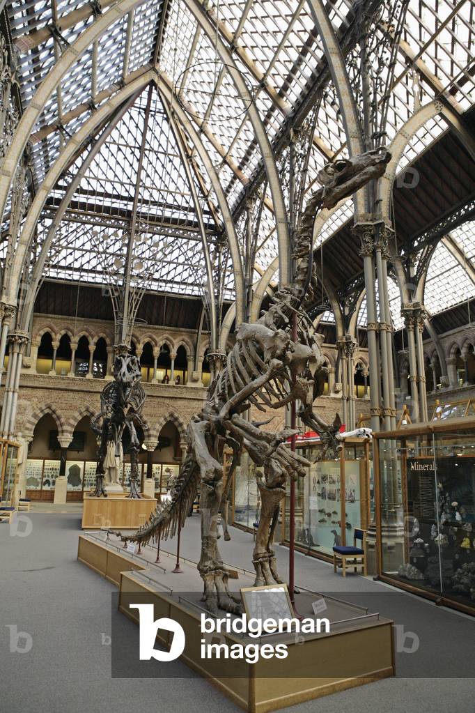 Museum of Natural History, Oxford, UK (photo)