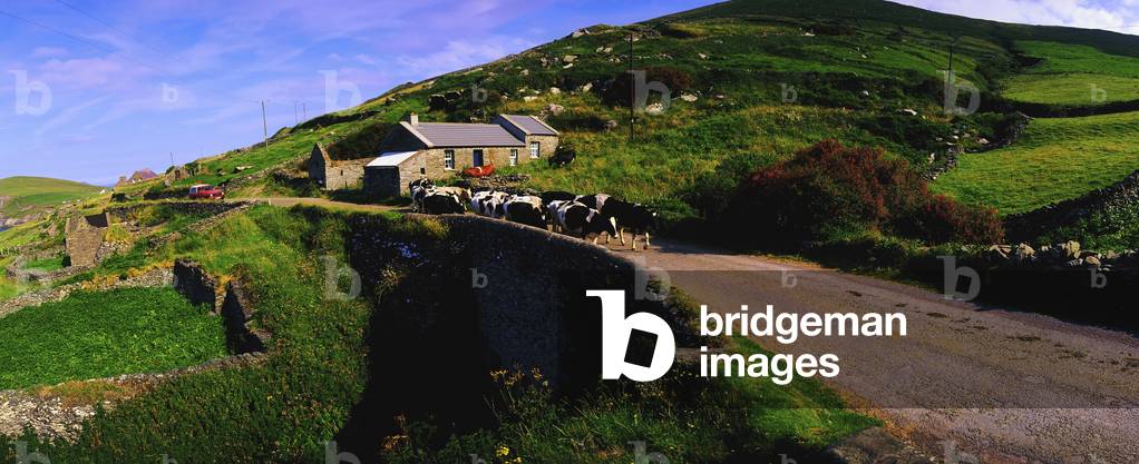 Slea Head, Dingle Peninsula, Co Kerry, Ireland; Friesian Cattle On A Road (photo)
