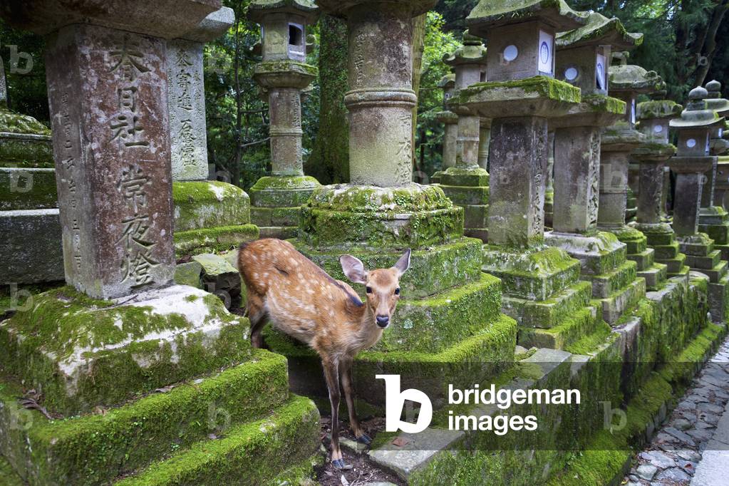 Deer at a buddhist temple, Nara, Japan (photo)
