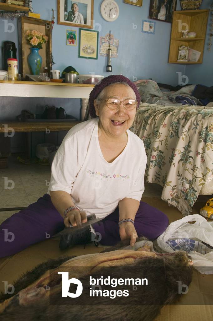 Elder Native Yupik Woman Sitting On Floor Of Her Living Room Skinning Beaver W/Ulu Tuluksak Alaska (photo)