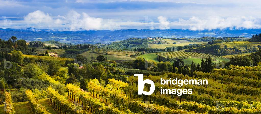Vineyard, San Gimignano, Tuscany, Italy (photo)