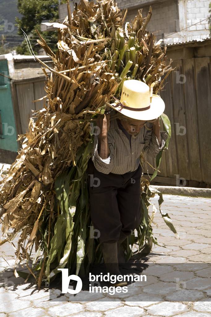 Central America, Elderly Farmer carrying His Crop Bundle Uphill, Patzicia, Guatemala (photo)