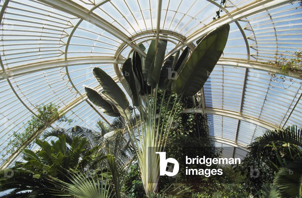 Interior of Palm House, London, England, UK (photo)