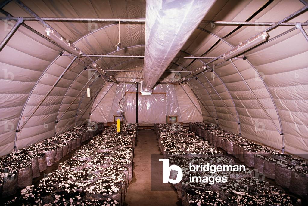 Mushrooms Growing In A Poly-Tunnel (photo)
