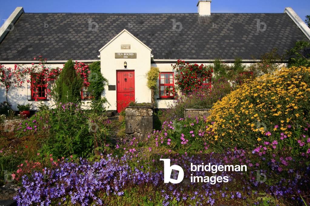 Ballyvaughan,Co Clare,Ireland;Tea Rooms In A Traditional Cottage,With Lush Flowers In Foreground (photo)
