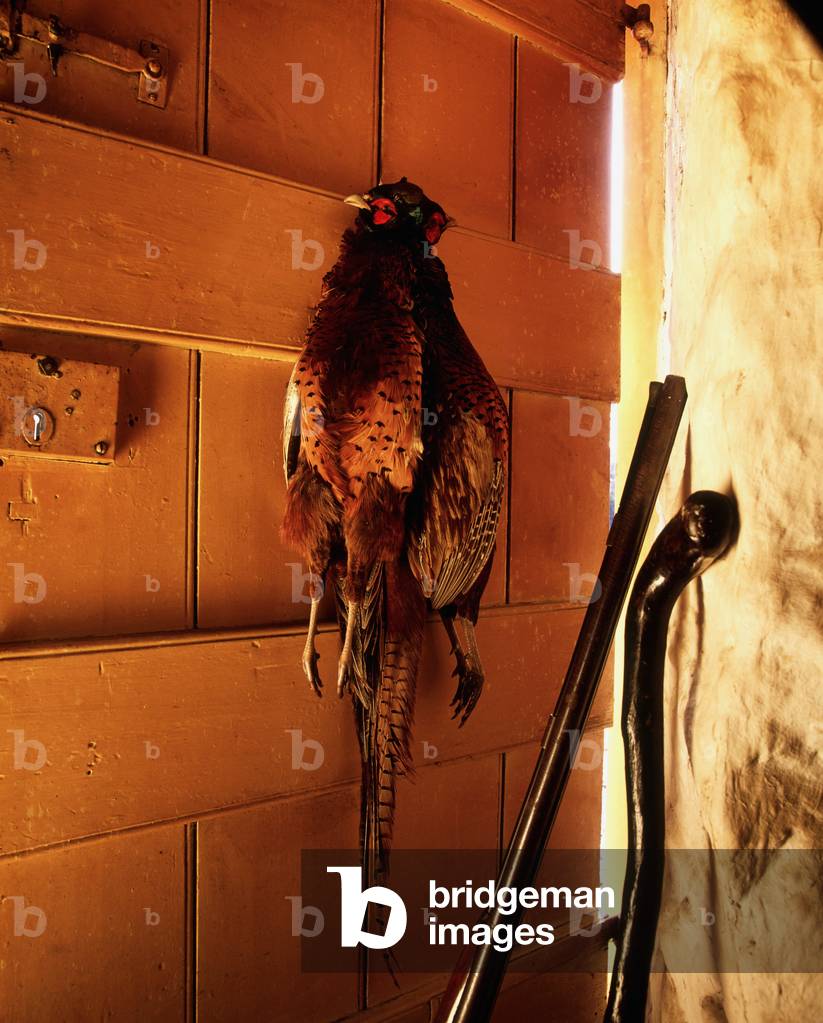 Hanging Pheasants, Cottage, Ireland (photo)