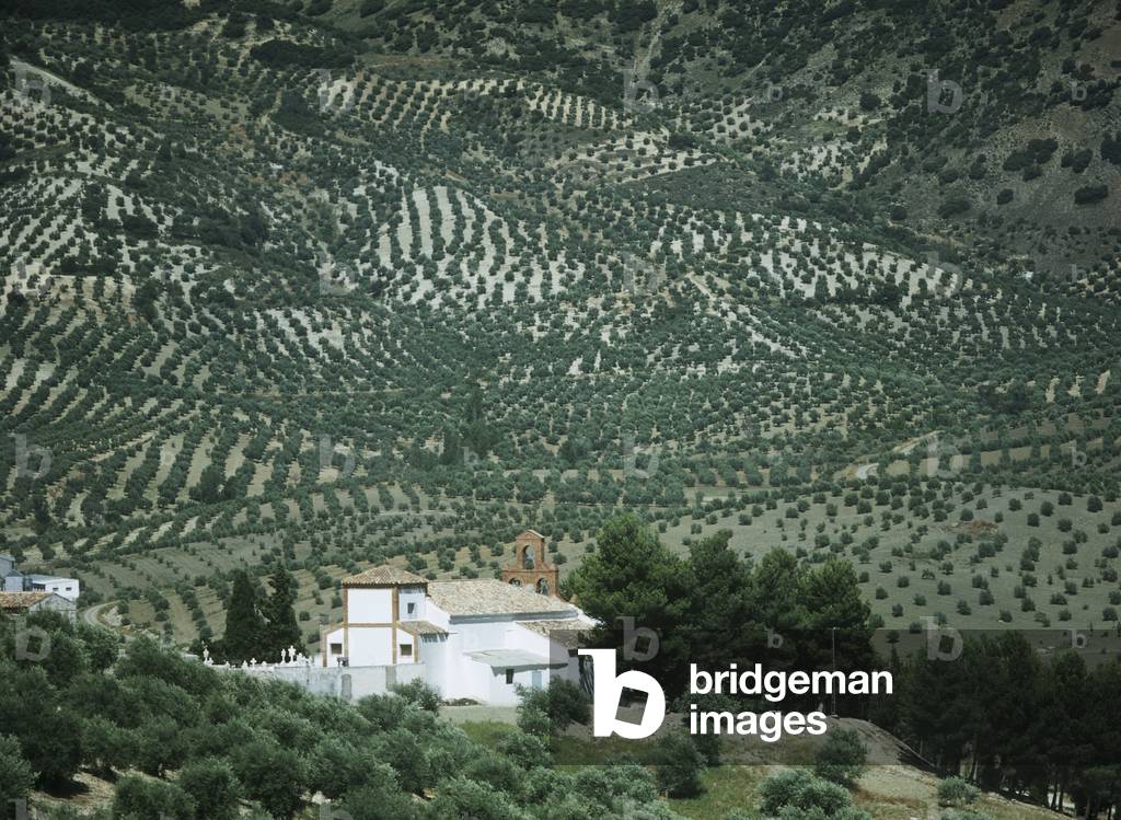 Small Church in Olive Groves (photo)
