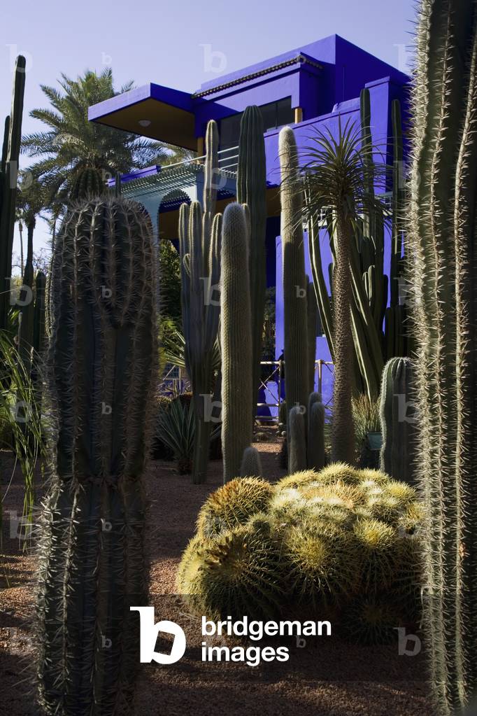 Cacti in The Majorelle Gardens, Marrakesh, Morocco (photo)