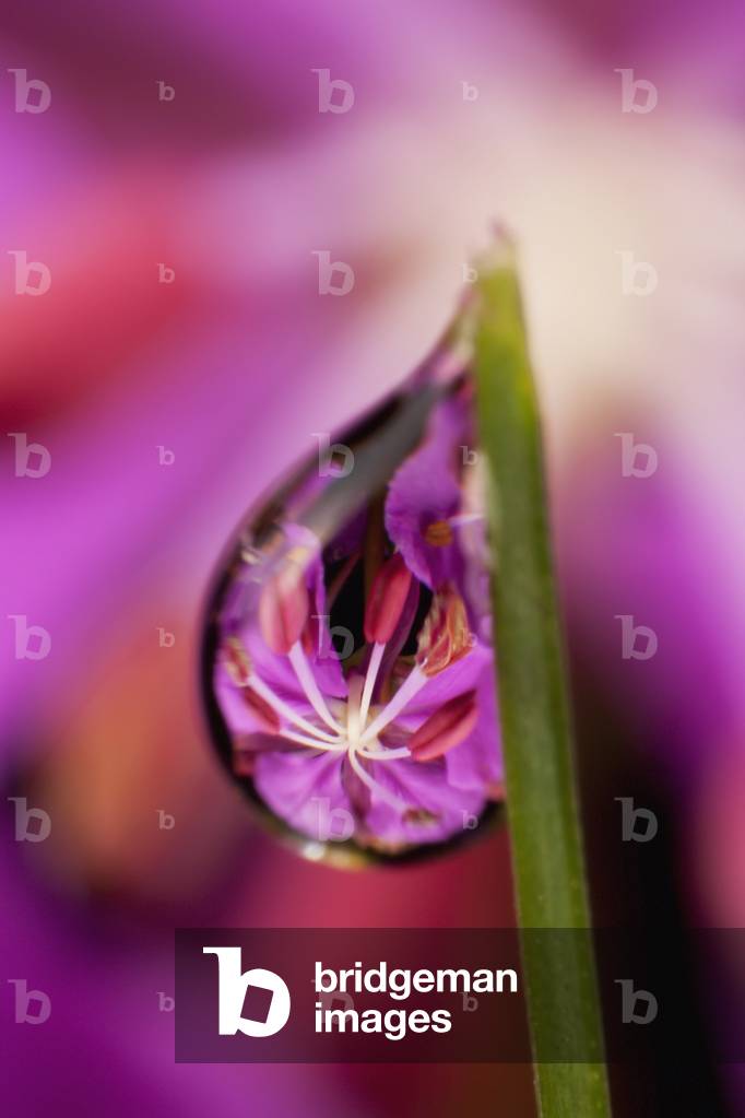 Extreme macro view of fireweed bloom magnified, inverted and reflected in dew drop suspended from a blade of grass, Kodiak, Southwest Alaska, Summer (photo)